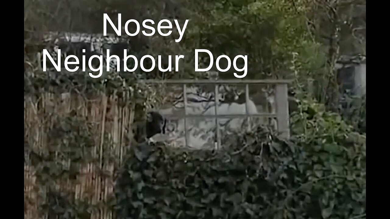 Nosey Neighbour Dog