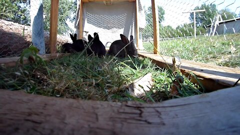 Rabbits hangin in the lawn tractor