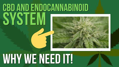 CBD and Endocannabinoid System