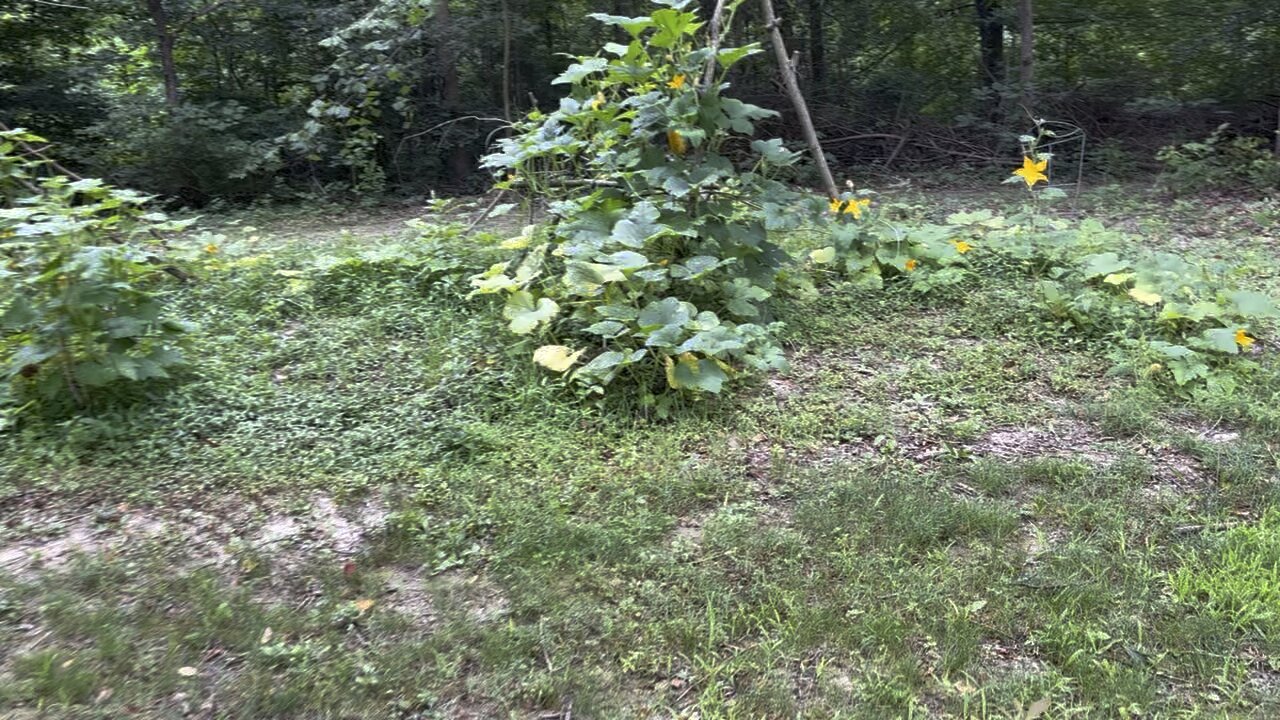 Squash & Pumpkin Garden 🎃 Chamberlin Family Farms #gardening #farming #homesteading #countrylivin