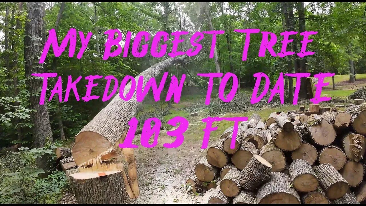 Cutting Down One Of The Biggest Trees On My Property - 103 Feet