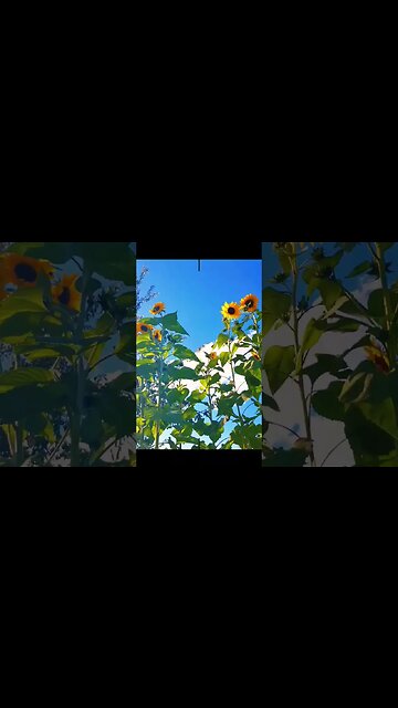 1,2,3 soleil 🌻 #2023shorts #electroculture #potagerbio