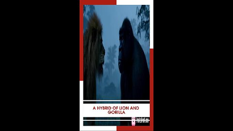 #هجين_اسد_غوريلا
