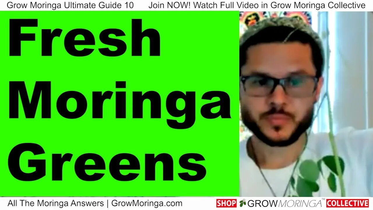 Fresh Moringa Greens for Sale Shipped Directly In Thermal Package Learn How to Fulfill Orders Make $