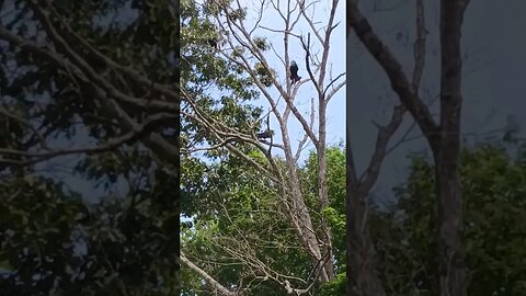 Vultures watching the farm animals???