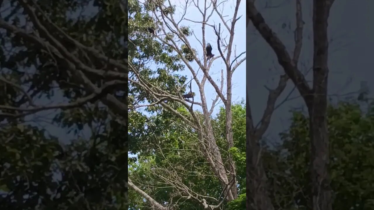 Vultures watching the farm animals???