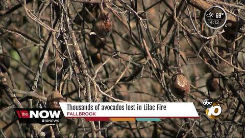 At least 4 avocado orchards destroyed by Lilac Fire