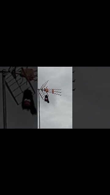¿Un muñeco en la antena?🤣😁😀