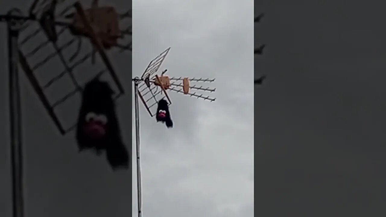 ¿Un muñeco en la antena?🤣😁😀