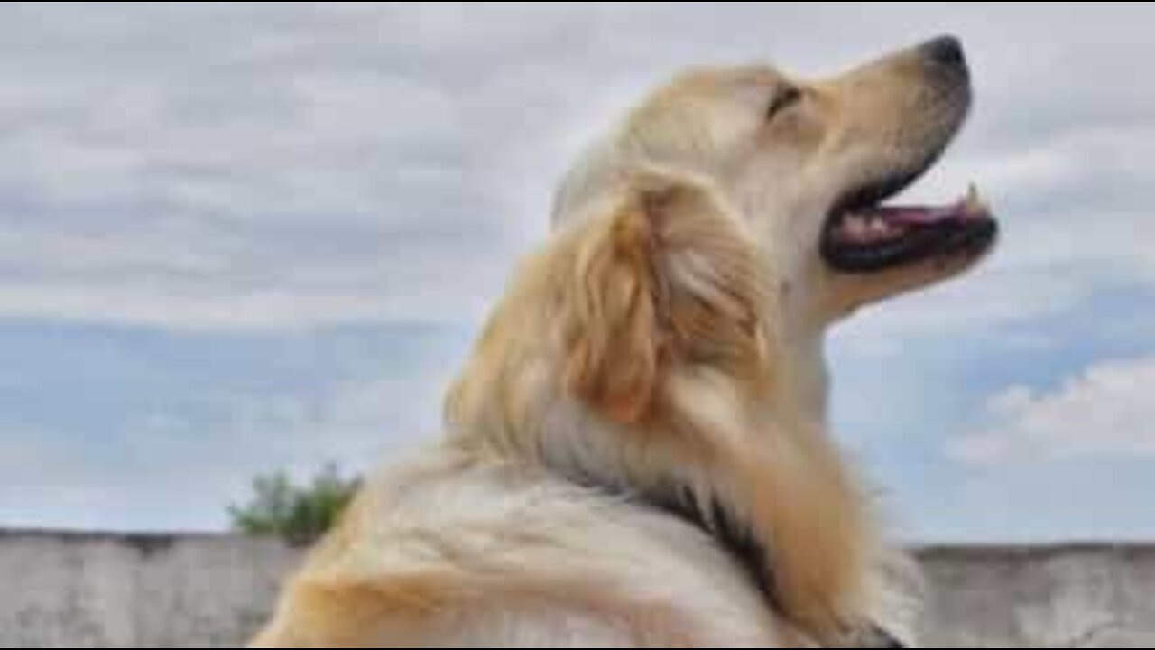 Cão não controla os ciúmes que sente pela nova bebé!