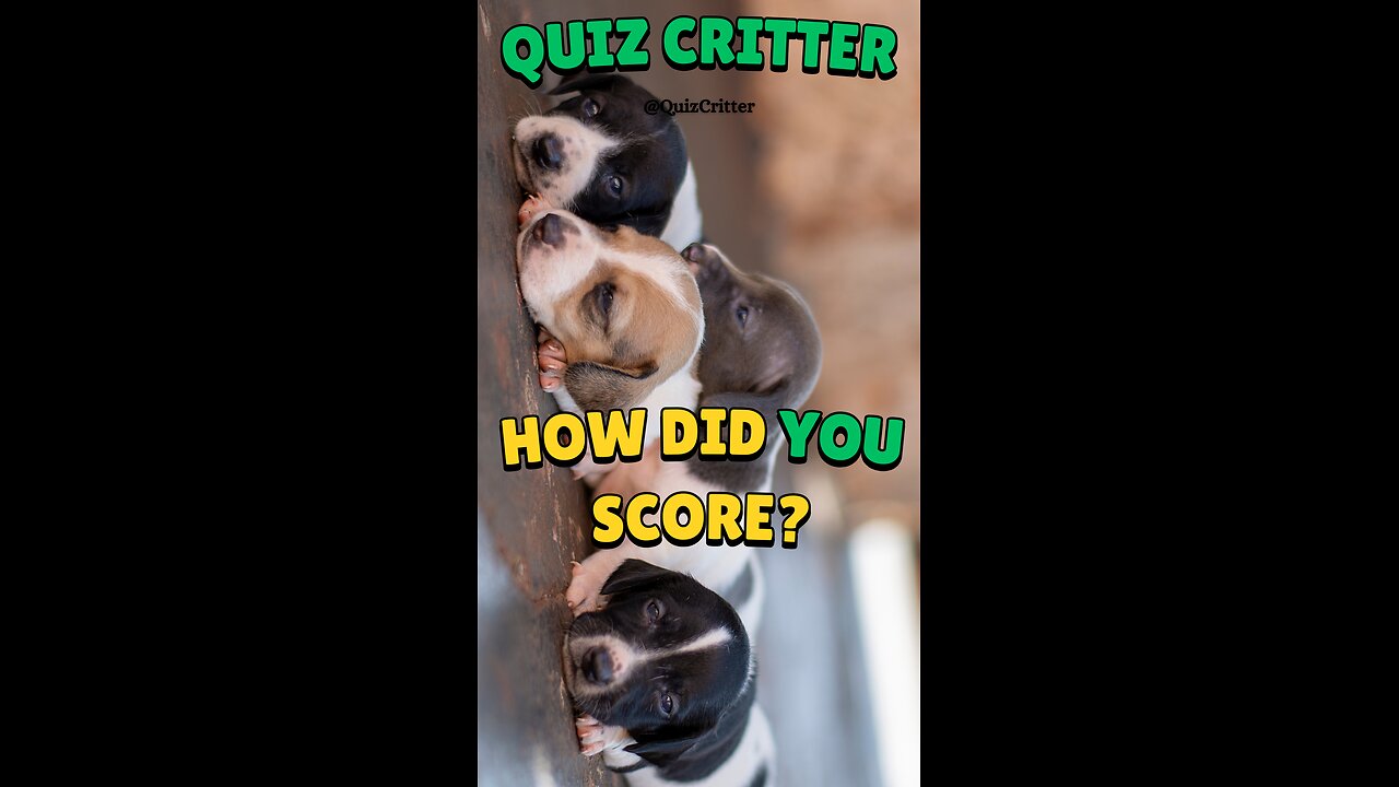 Animal Names [Class] - Puppy Pictures - Quiz Critter #short #animals #quiz