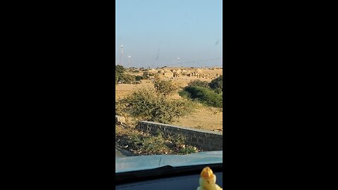 babei hawali
