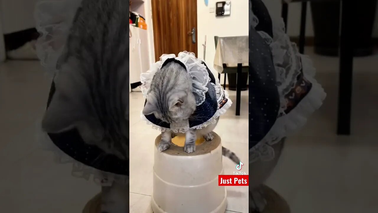 What did I just see?? #shorts #tiktok #cute #viral #funnyvideos #cat