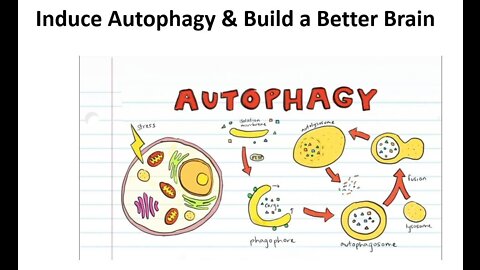 How to Induce Autophagy & Build a Better Brain