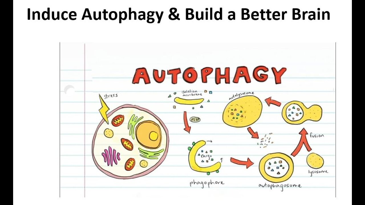 How to Induce Autophagy & Build a Better Brain