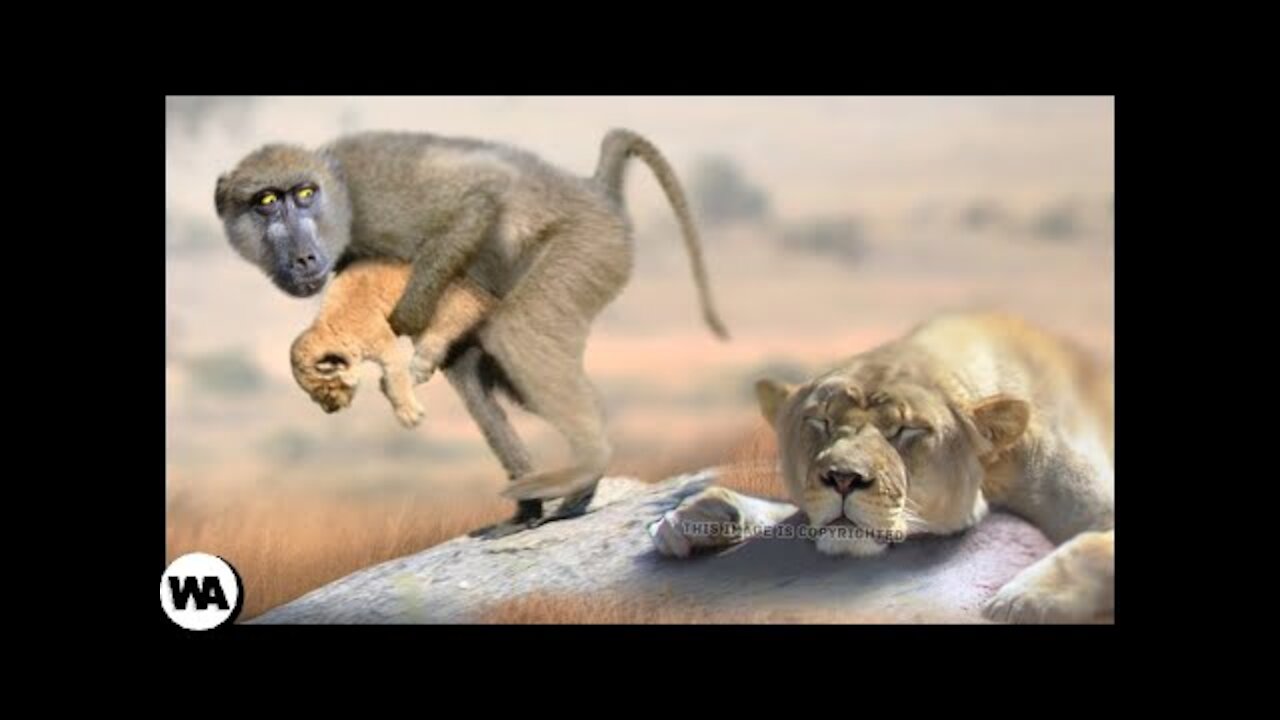 Why Do Baboons Steal Lion Cubs