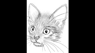 {KITTY PIC }