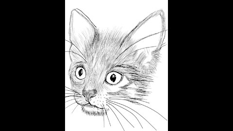 {KITTY PIC }