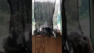 12 week guinea fowl keets perch on window sill