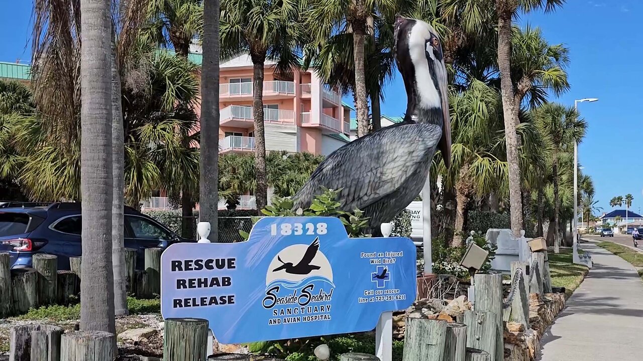 Rehabbed Bird Release Day