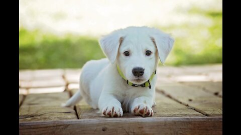 4yr old Jakob with 6mth old Jack Russell Puppy Dog Trick