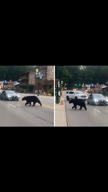 Bear strolls down main street in Gatlinburg, TN