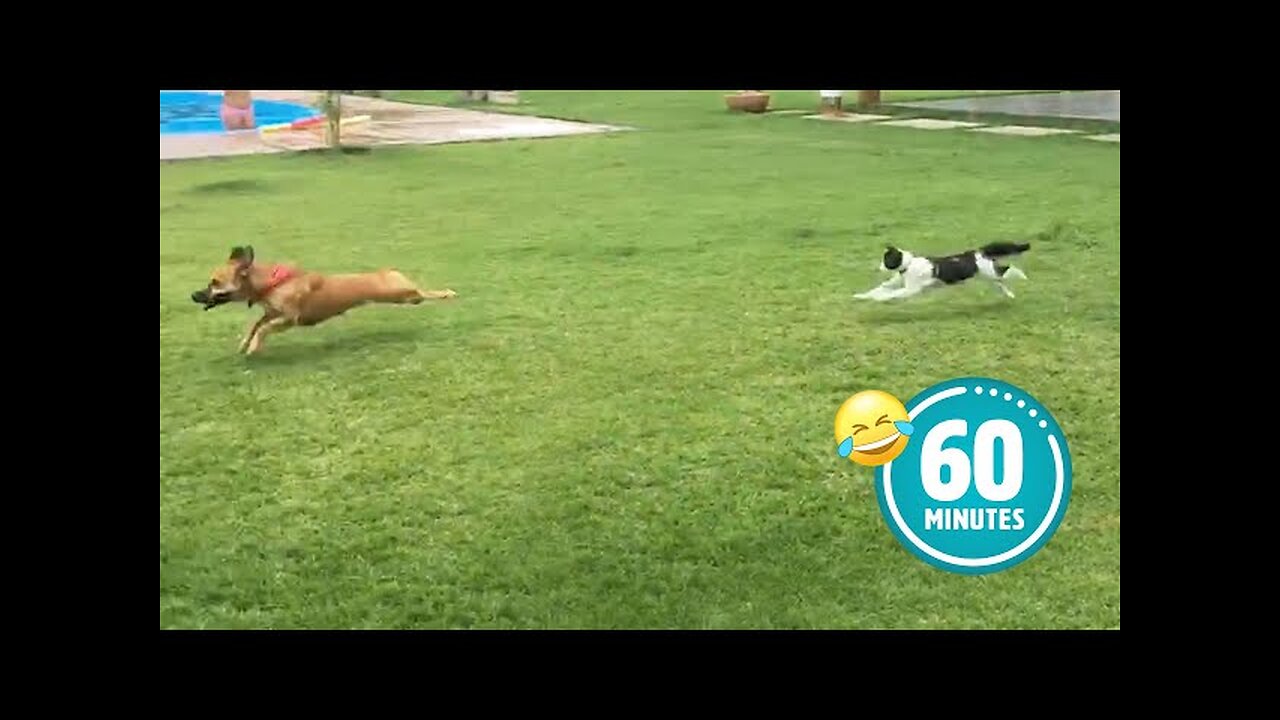 Hilarious Cat CHASES Dog 😯 | FUNNIEST Animals and Pets