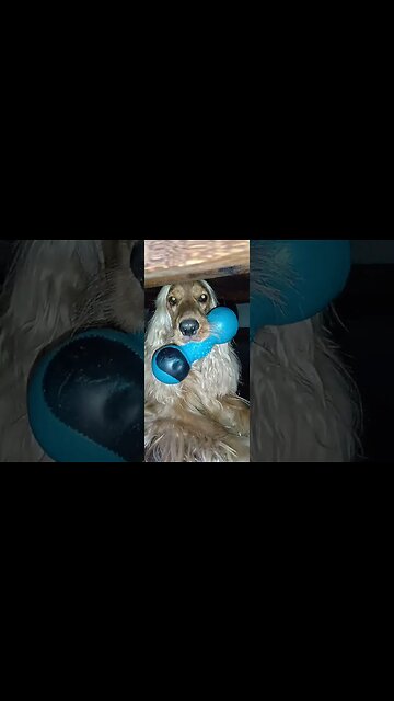 #dogshow , #animals , #dogs , #shorts