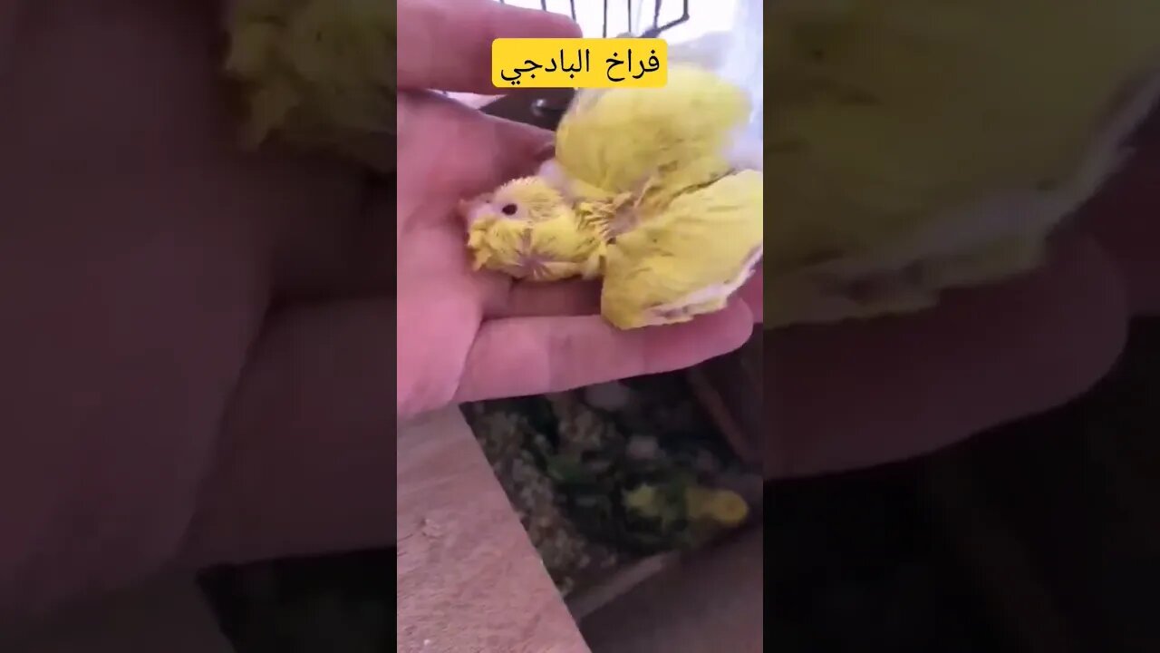 فراخ طائر البادجي هوكو رينبو