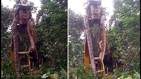 Using a crane to lift a snake