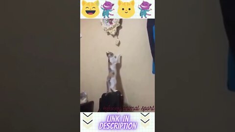 funny animal cat