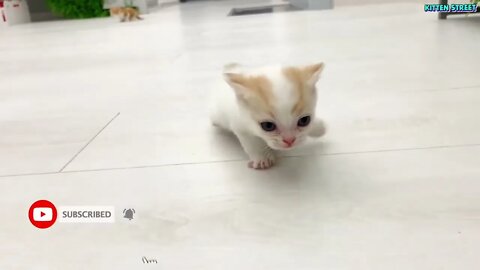 Kitten Willie teaches his sister to run