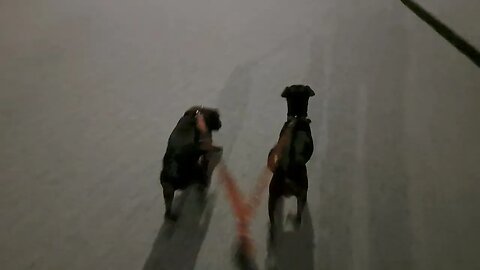 DOGWALKER: snow and black fell patterdale terriers visibility