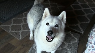 Husky refuses to go outside, throws epic temper tantrum