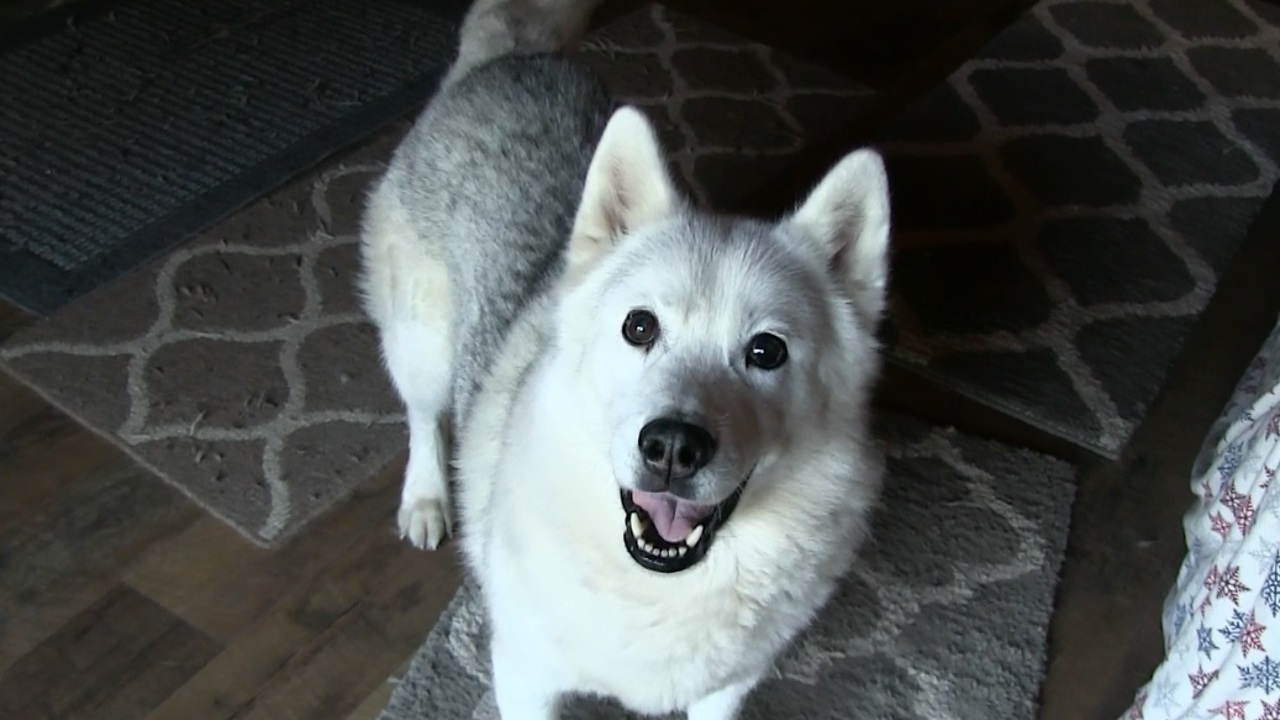 Husky refuses to go outside, throws epic temper tantrum