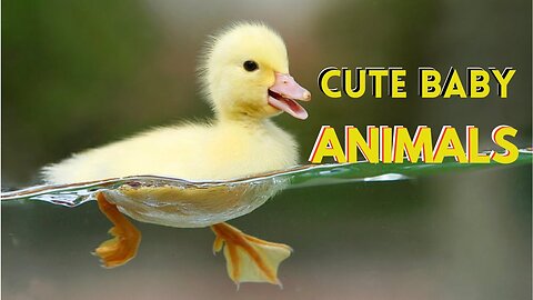 Cute😳 Baby🐤 Animals🐘 2023 _ Cute Little Animals _ The Animals _ worldWide Animals