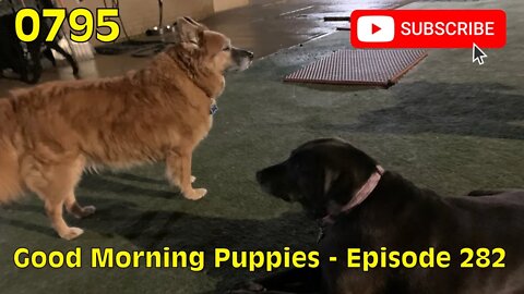 [0795] GOOD MORNING PUPPIES - EPISODE 282 [#dogs #doggos #doggies #puppies #dogdaycare]