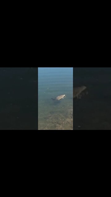 Colorado smallmouth on the SECRET & UNRELEASED Cast Cray bait!