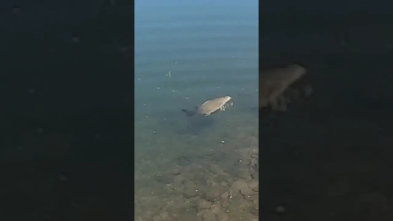 Colorado smallmouth on the SECRET & UNRELEASED Cast Cray bait!