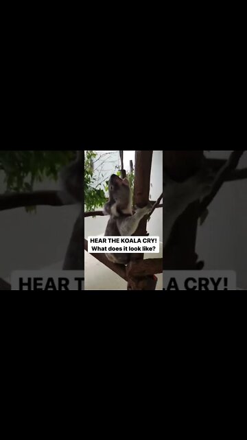 HEAR THE KOALA CRY! What does it look like?