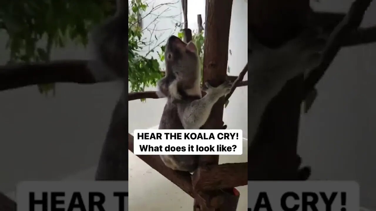 HEAR THE KOALA CRY! What does it look like?