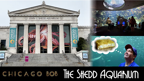 The Shedd Aquarium: The Best Place For Fish in Chicago