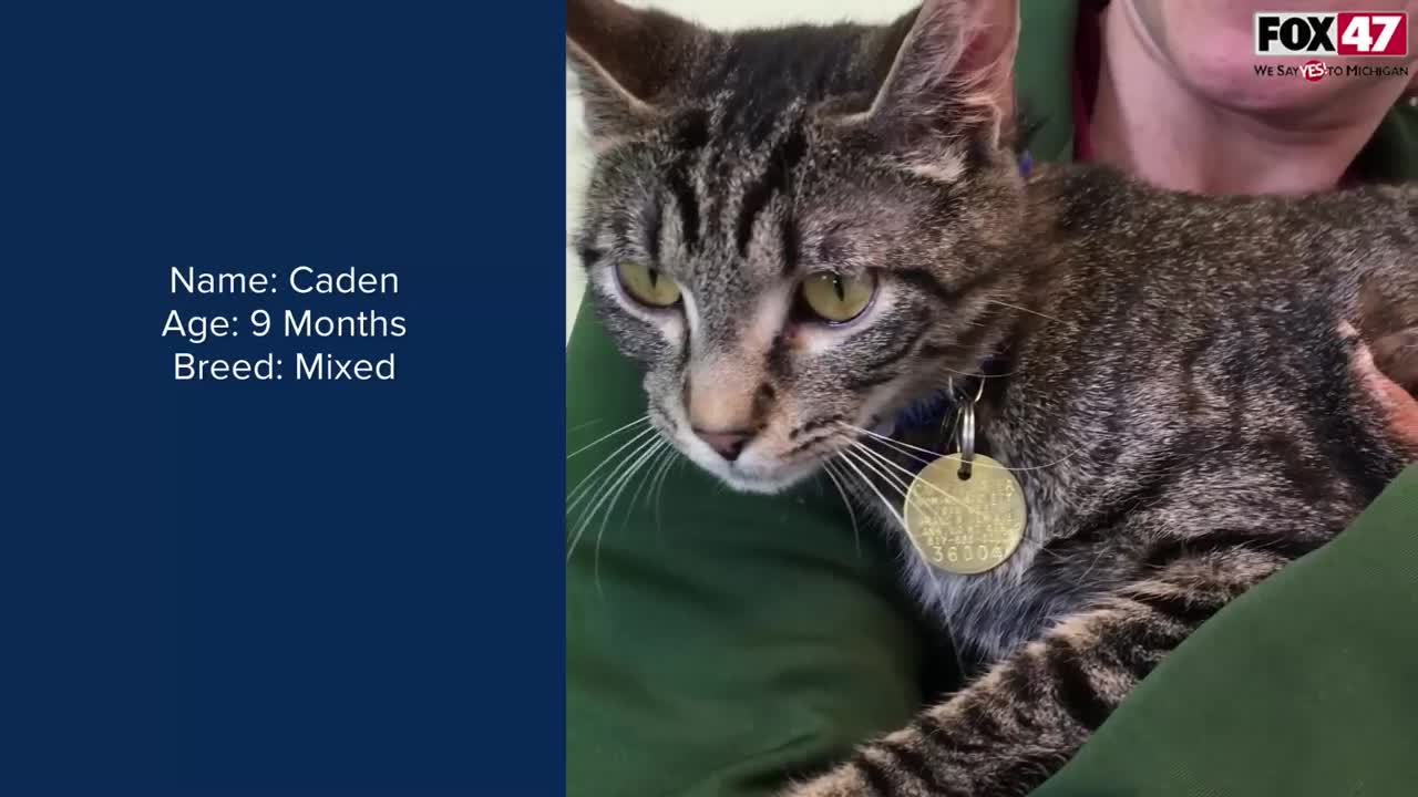 FOX Finders Pet Finder - Meet Caden & Cora