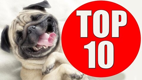 TOP 10 dog barking videos compilation 2022 ♥ Dog barking sound - Funny dogs