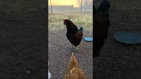 cock a doodle doo!!! #einsteinsbackyard #shorts #arizona #short #chickens #rooster