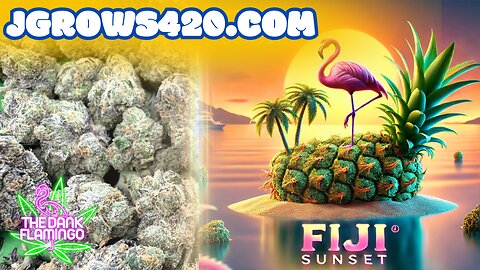 Trying Fiji Sunset THCa from JGrows420! The Dank Flamingo Cannabis Review!!