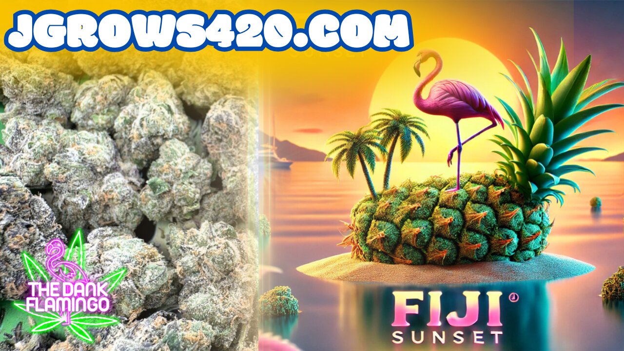 Trying Fiji Sunset THCa from JGrows420! The Dank Flamingo Cannabis Review!!