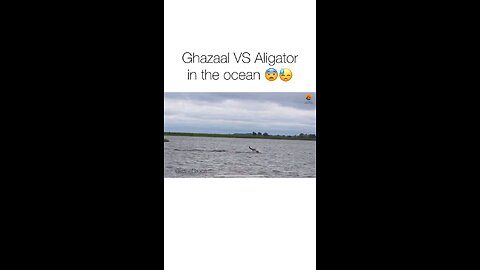 Alligator VS gazelle in the ocean