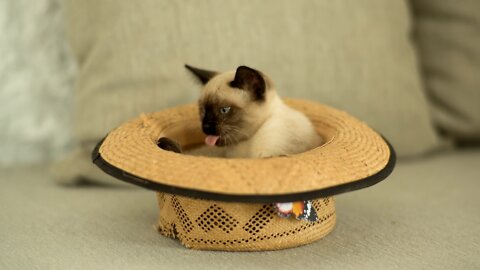 Siamese cat inside a hat