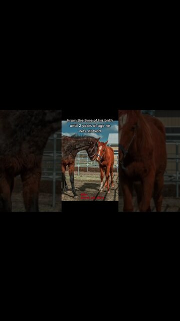 Milo’s Rescue Story